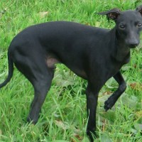 Italian Greyhoun breed dog black mini puppy